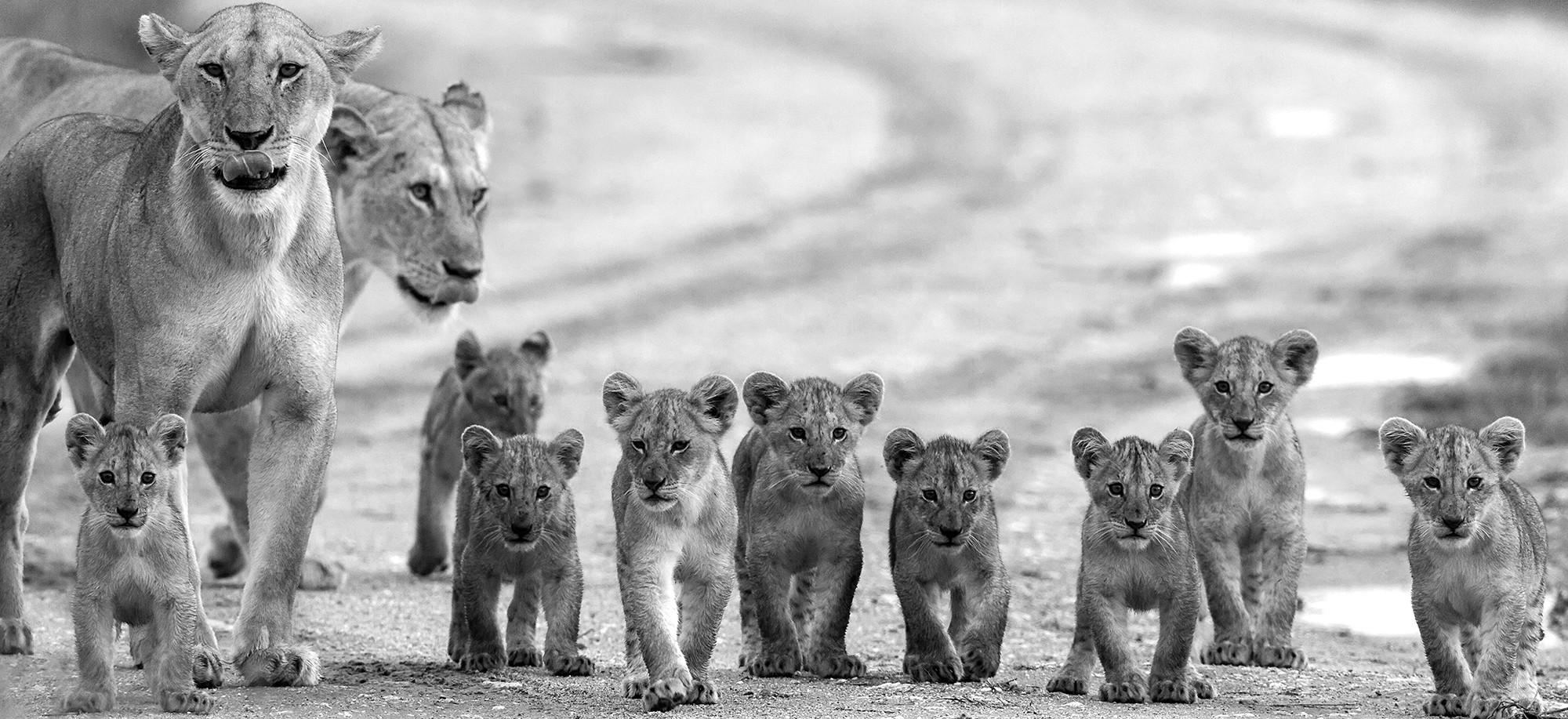 Monee UMELECKÁ TLAČ, zvieratá, 120/55 cm