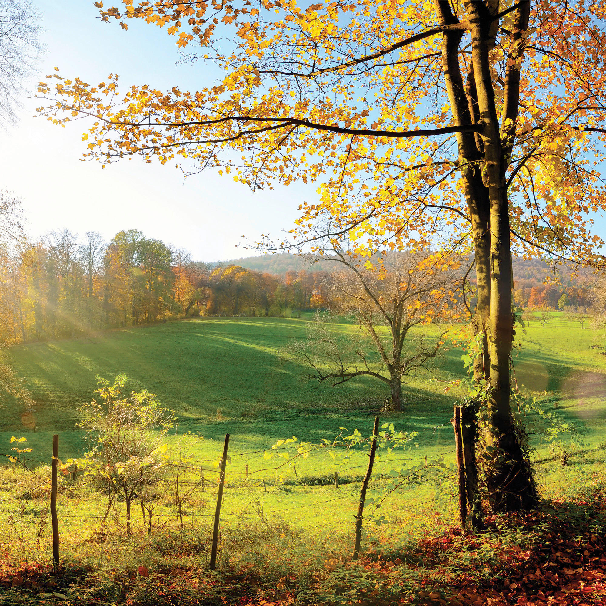 GLASBILD Landschaft & Natur  - Multicolor, Natur, Glas (30/30/1,40cm) - Euroart