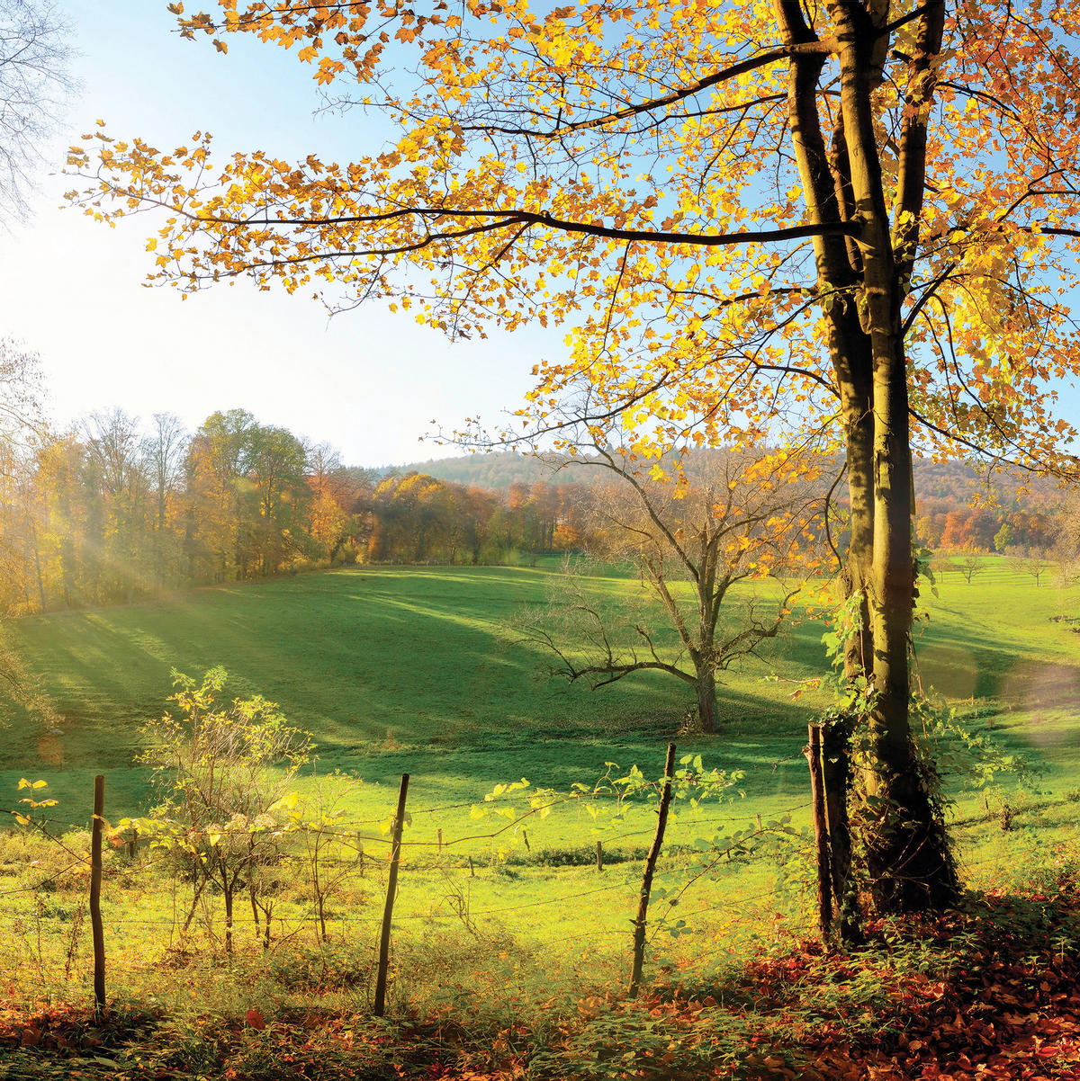OBRAZ NA SKLE, krajina a příroda, 30/30/1,40 cm - vícebarevná, Natur, sklo (30/30/1,40cm)