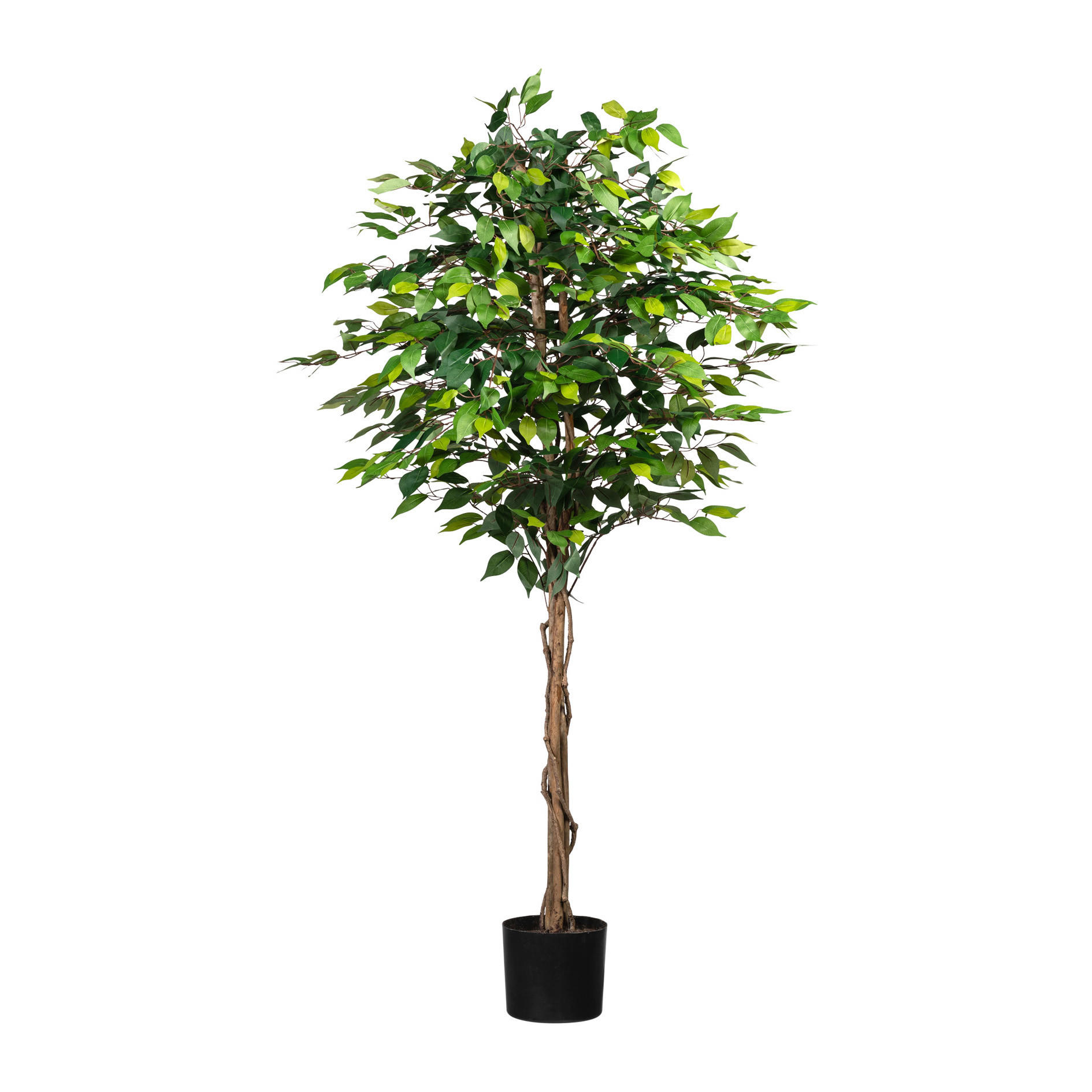 KUNSTPFLANZE Ficus Benjamina 180 cm - Schwarz/Braun, Basics, Naturmaterialien/Kunststoff (180cm)