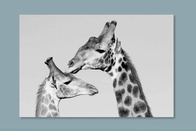 GLASBILD Tiere  - Schwarz/Weiß, Trend, Glas (120/80/0,4cm)