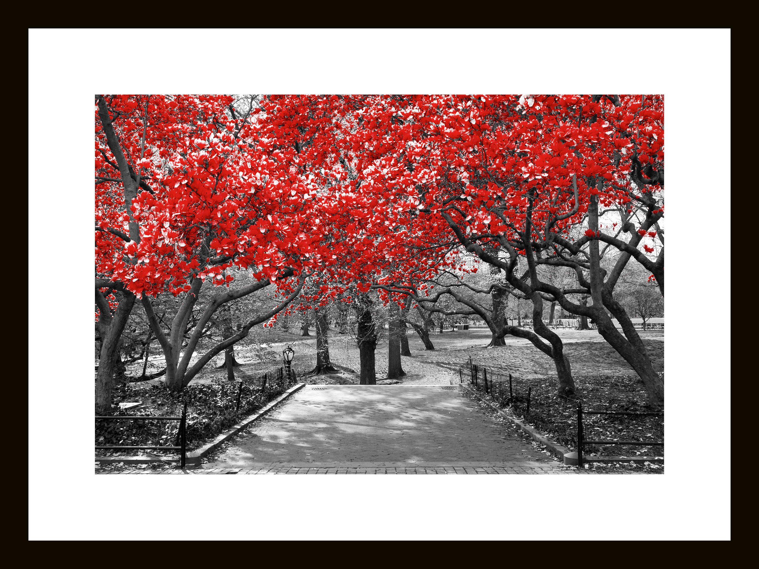 GLASBILD Bäume 30/40 cm  - Rot/Schwarz, Basics, Glas (30/40cm) - Euroart