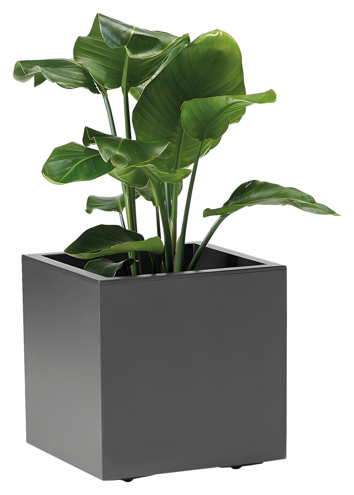 BLUMENKASTEN GREENER KEBE  - Anthrazit, Basics, Kunststoff (39,5/39,5/39,5cm)
