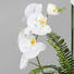 KUNSTBLUME Orchidee - Weiß/Grün, Trend, Kunststoff (65cm)