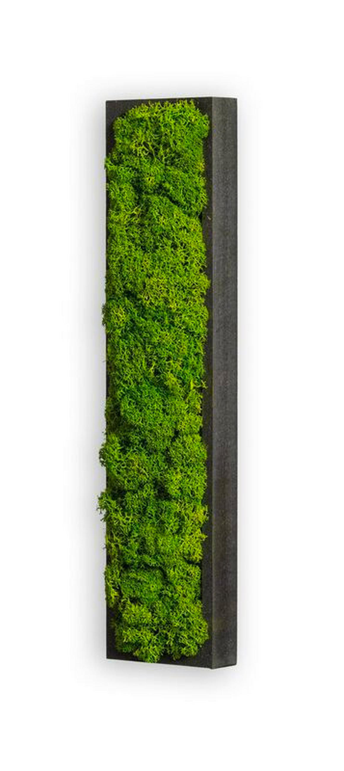 MOOSBILD  - Schwarz/Grün, Basics, Naturmaterialien/Holz (26/6/4cm)