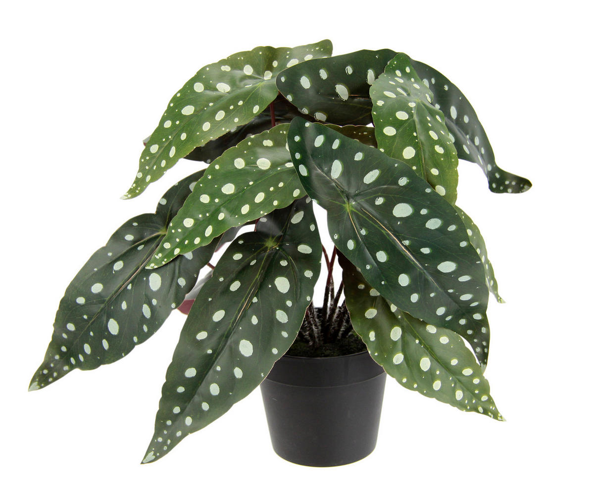 BEGONIENBUSCH  - Dunkelgrün, Basics, Kunststoff/Textil (30/26cm)