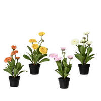 Crizantemă - Basics (20,00/20,00/30,00cm)