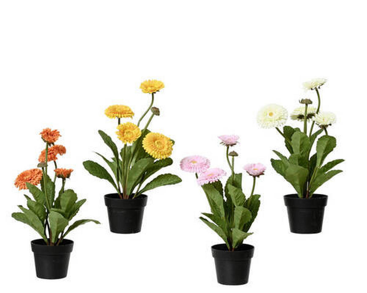 Crizantemă - Basics (20,00/20,00/30,00cm)