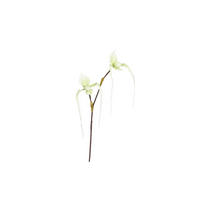 ORCHIDEE - Braun/Grün, Basics, Kunststoff/Textil (80cm)