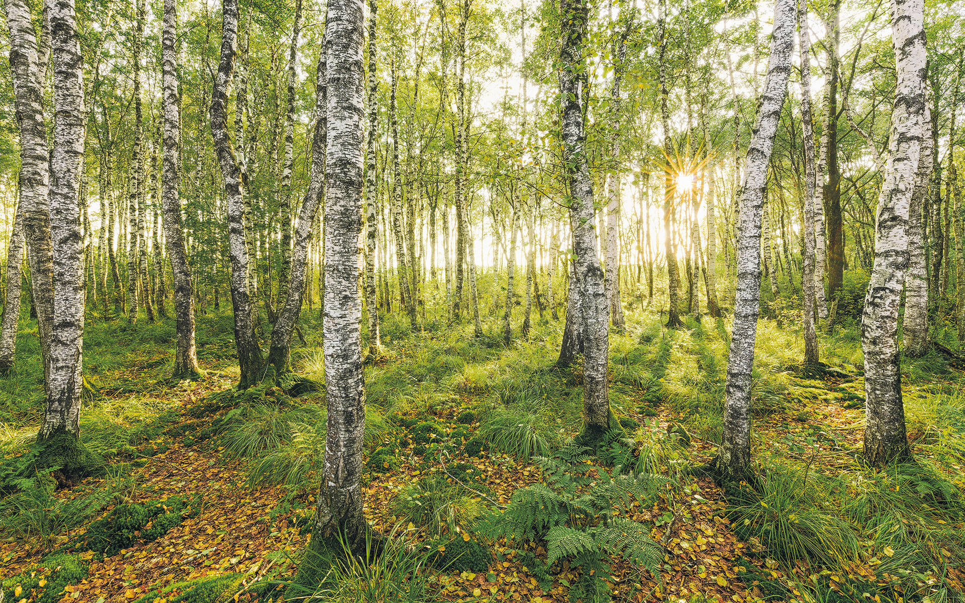 VLIESTAPETE  - Natur (400/250cm) - Komar