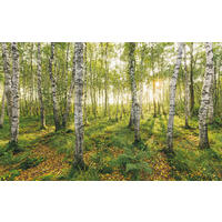 NON WOVEN-TAPET 400/250 cm  - Natur (400/250cm)