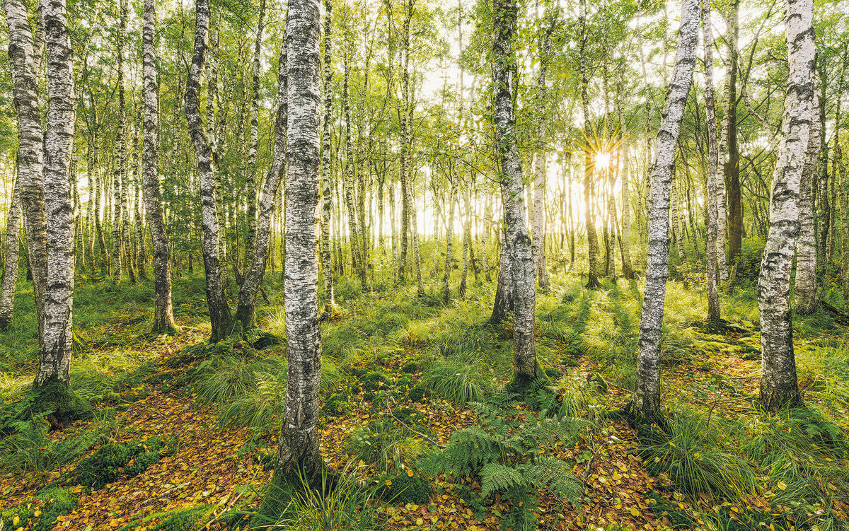 NON WOVEN-TAPET 400/250 cm  - Natur (400/250cm)