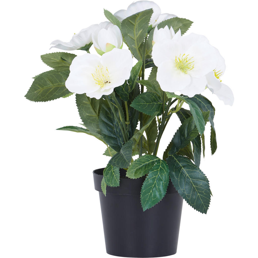 Christrose Christrose