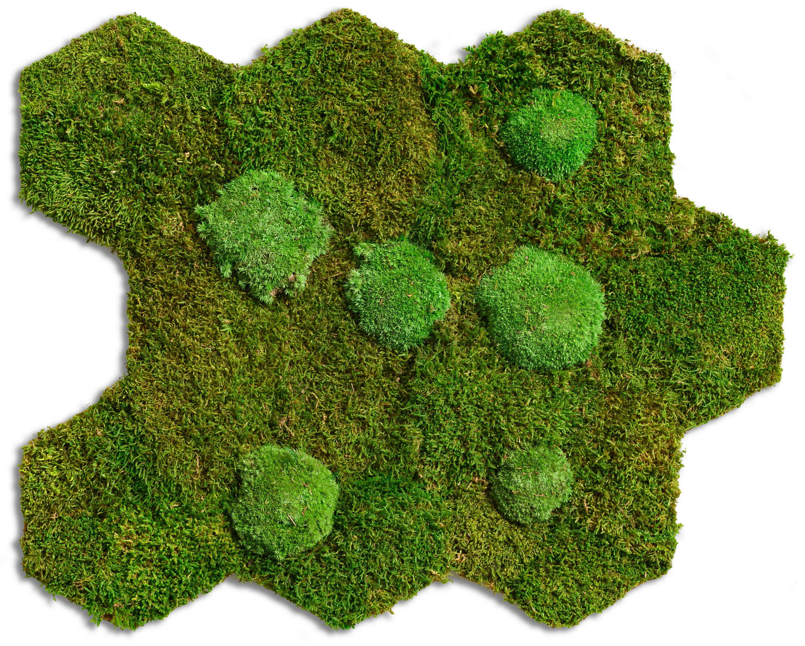 MOOSBILD Stylegreen  - Grün, Basics, Naturmaterialien/Holz (55/66,7cm)