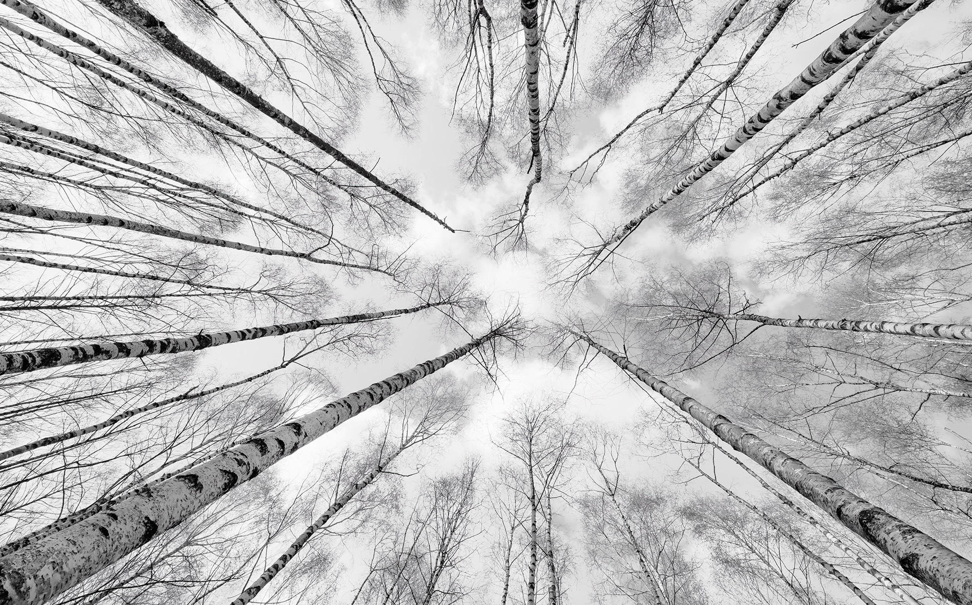 Xora Fototapete Schwarz, Weiß 450x280 cm