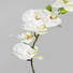 KUNSTBLUME Orchidee - Dunkelgrün/Weiß, Kunststoff (42cm) KUNSTBLUME Orchidee - Dunkelgrün/Weiß, Kunststoff (42cm)