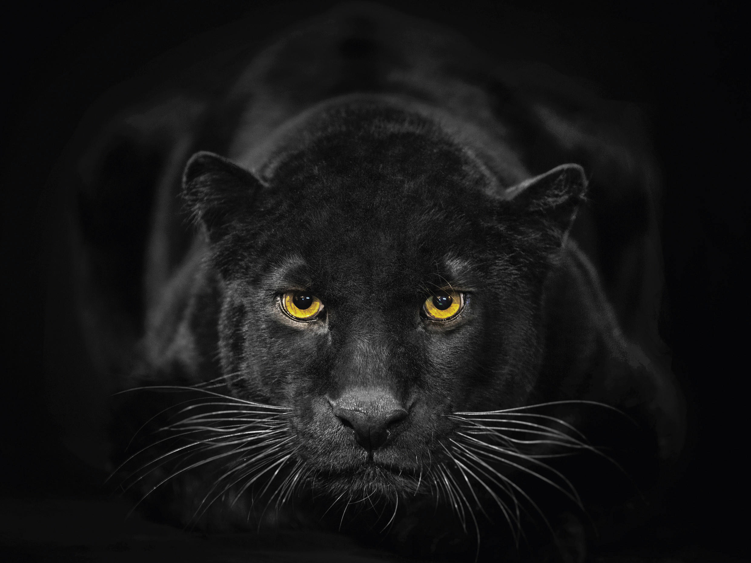 GLASBILD Tiere 30/40 cm  - Schwarz/Weiß, Basics, Glas (30/40cm) - Euroart