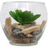 DEKOPFLANZE - Multicolor, Basics, Glas/Holz (13,5/11,7cm) - Ambia Home DEKOPFLANZE - Multicolor, Basics, Glas/Holz (13,5/11,7cm) - Ambia Home