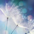 GLASBILD - Multicolor, Natur, Glas (20/20/1,40cm) GLASBILD - Multicolor, Natur, Glas (20/20/1,40cm)