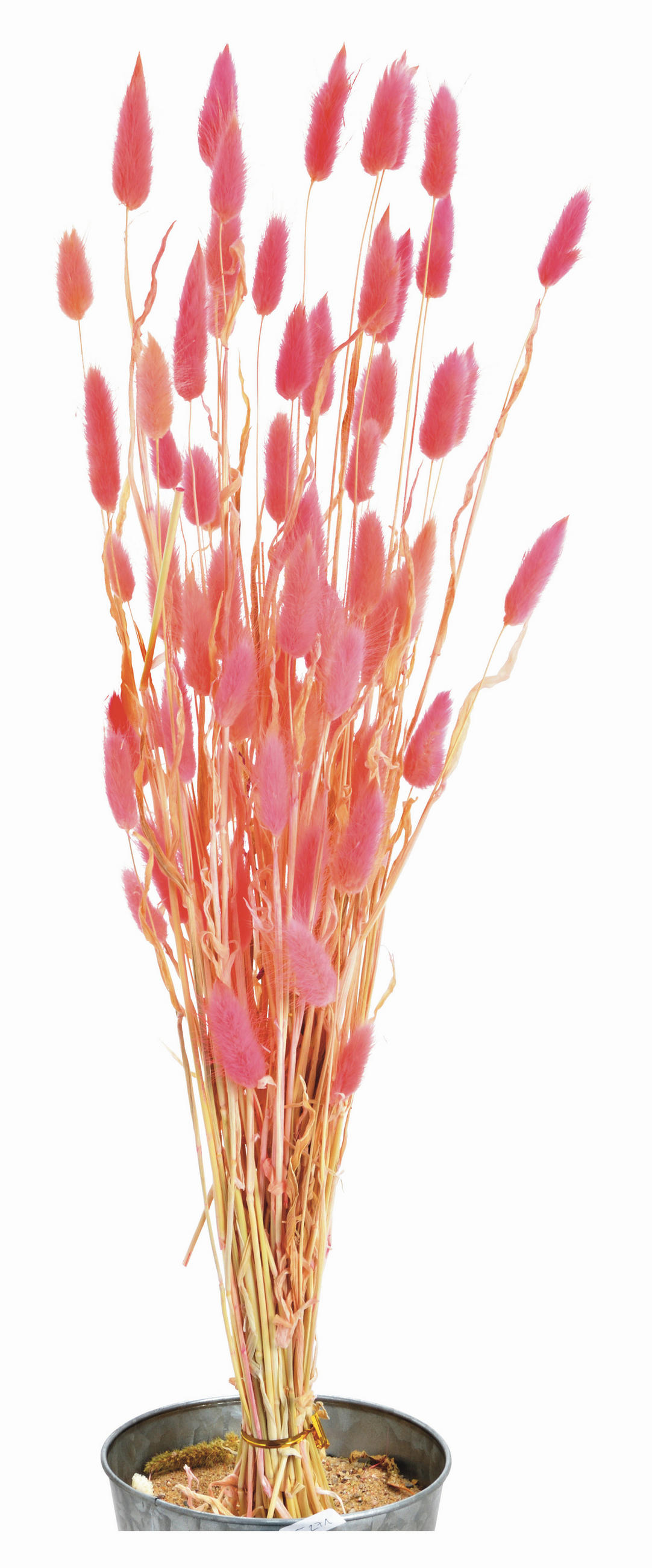 TROCKENBLUMENSTRAUß  - Kirschrot, Basics, Naturmaterialien (60cm)