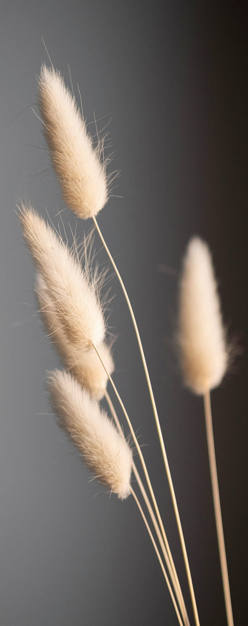 GLASBILD Pflanzen  - Anthrazit/Naturfarben, Natur, Glas (30/80/1,40cm) - Euroart