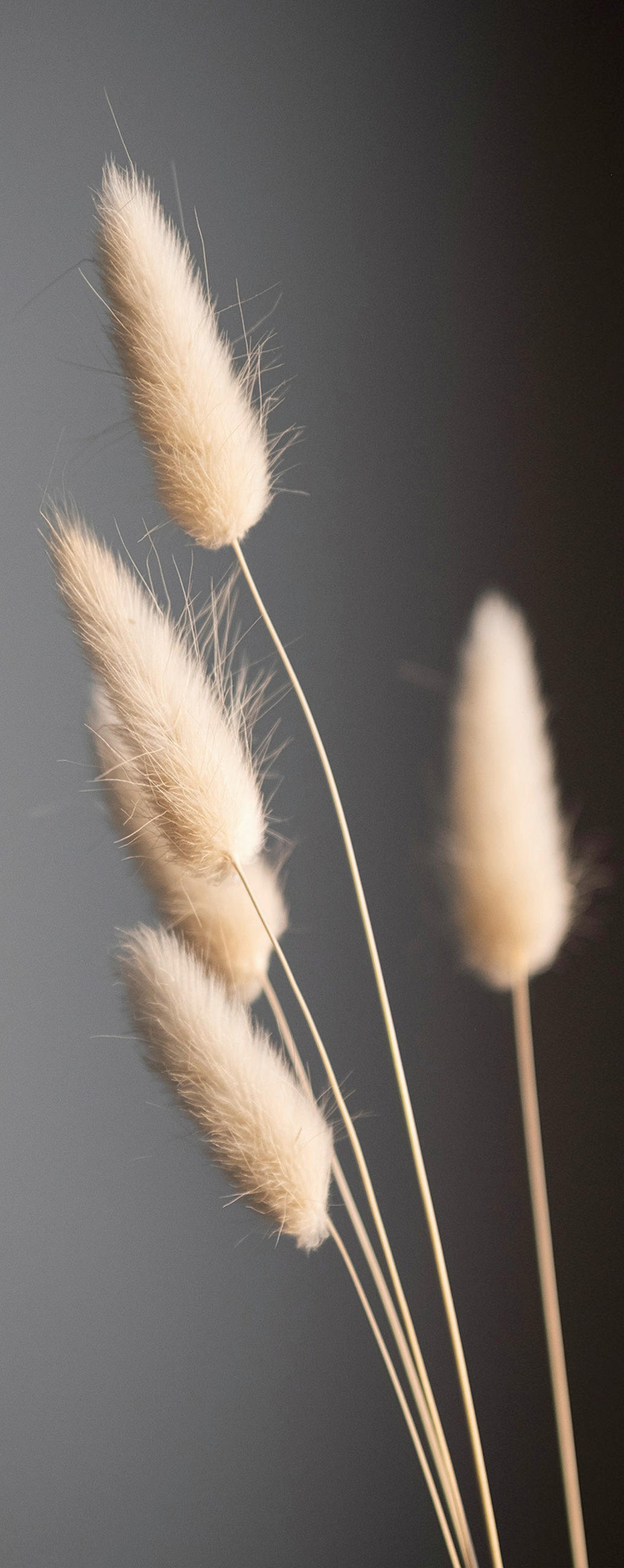 OBRAZ NA SKLE, rostliny, 30/80/1,40 cm - přírodní barvy/antracitová, Natur, sklo (30/80/1,40cm) - Euroart