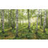 VLIESTAPETE - Natur (400/250/cmcm) VLIESTAPETE - Natur (400/250/cmcm)