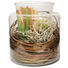 DEKOPFLANZE - Multicolor, Basics, Glas/Holz (18/20cm) - Ambia Home DEKOPFLANZE - Multicolor, Basics, Glas/Holz (18/20cm) - Ambia Home