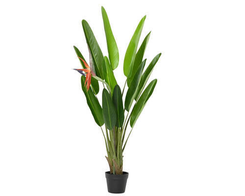 STRELITZIE - Basics (75,00/70,00/120,00cm) - Ambia Home