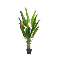 STRELITZIE - Basics (75,00/70,00/120,00cm) - Ambia Home