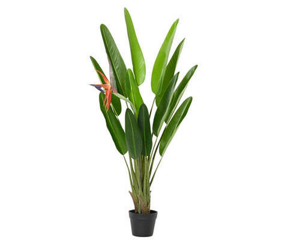 STRELITZIE - Basics (75,00/70,00/120,00cm) - Ambia Home