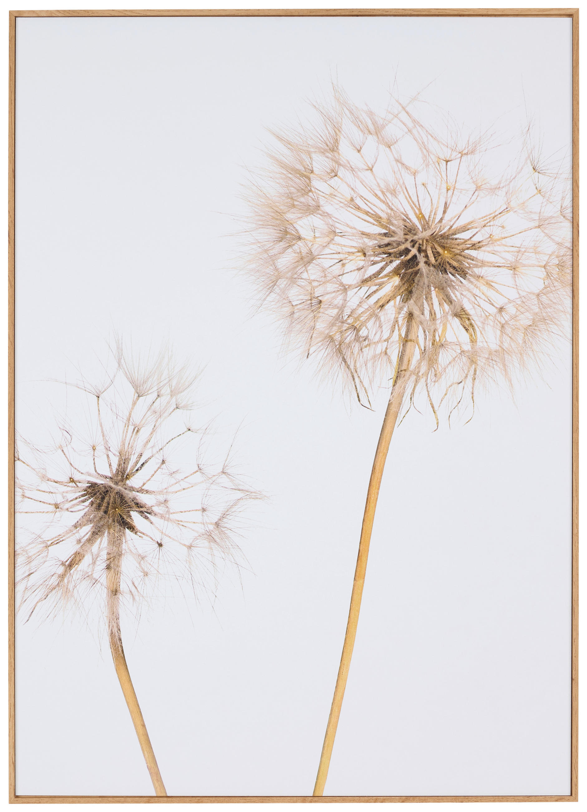 Monee UMELECKÁ TLAČ, kvety, 51,2/71,2 cm