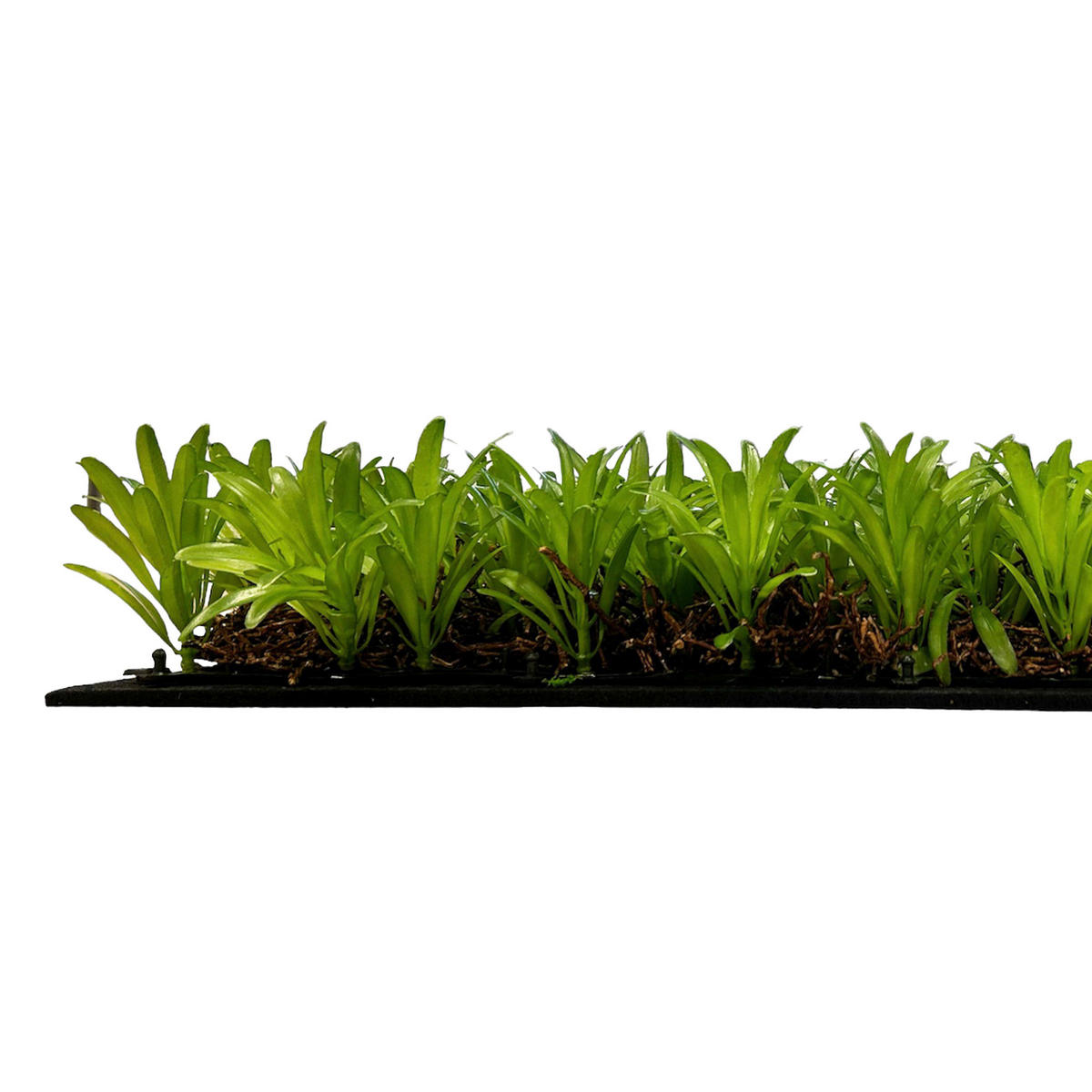 AKUSTIKPANEEL Modular Wall System Nature Design Flora 52/52/5 cm  - KONVENTIONELL (52/52/5cm) - Jangal
