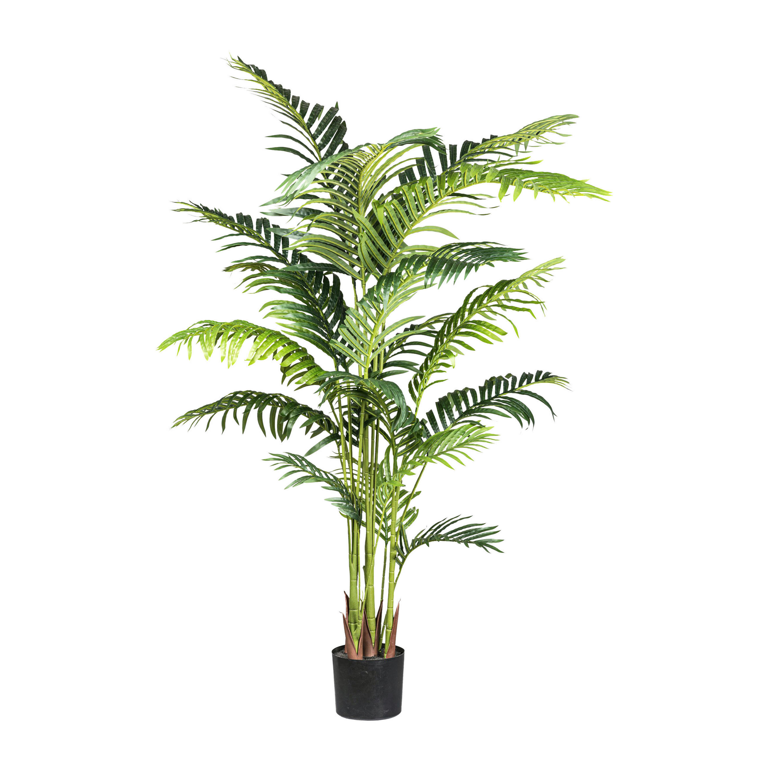 KUNSTPFLANZE Palme 160 cm  - Schwarz/Grün, Design, Kunststoff (160cm)
