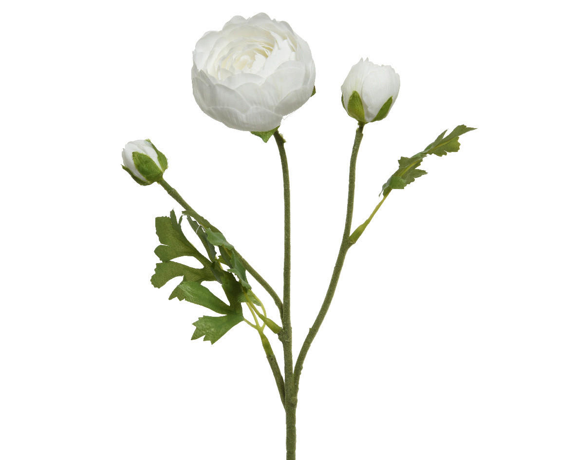 RANUNCULUS - Basics (10,00/5,00/51,00cm)