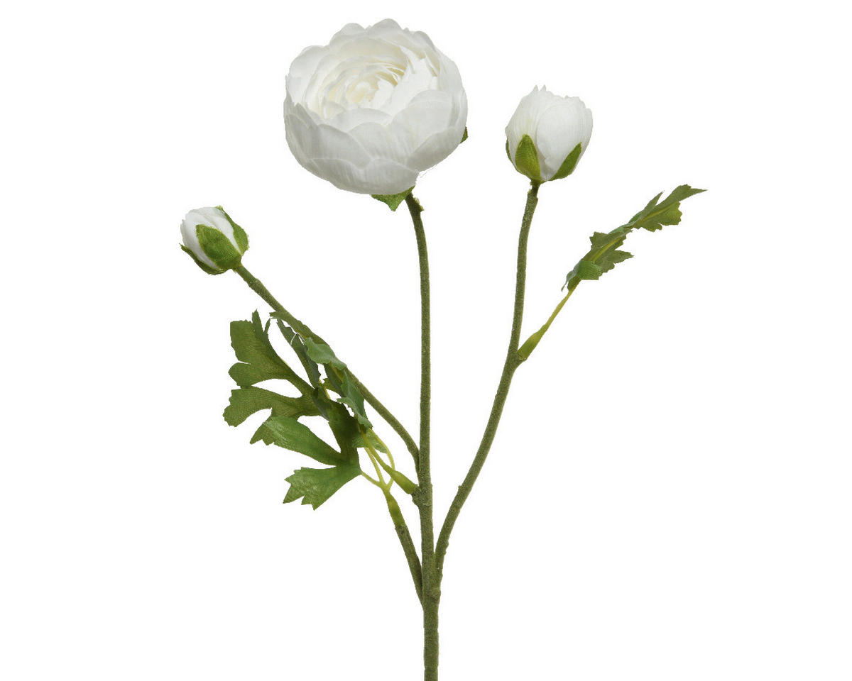 RANUNCULUS - Basics (10,00/5,00/51,00cm)