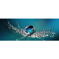 OBRAZ NA SKLE, květiny, 30/80/1,40 cm - vícebarevná, Konvenční, sklo (30/80/1,40cm) - Euroart