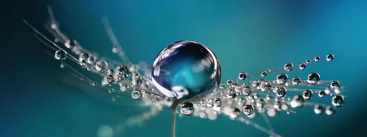 OBRAZ NA SKLE, květiny, 30/80/1,40 cm - vícebarevná, Konvenční, sklo (30/80/1,40cm) - Euroart