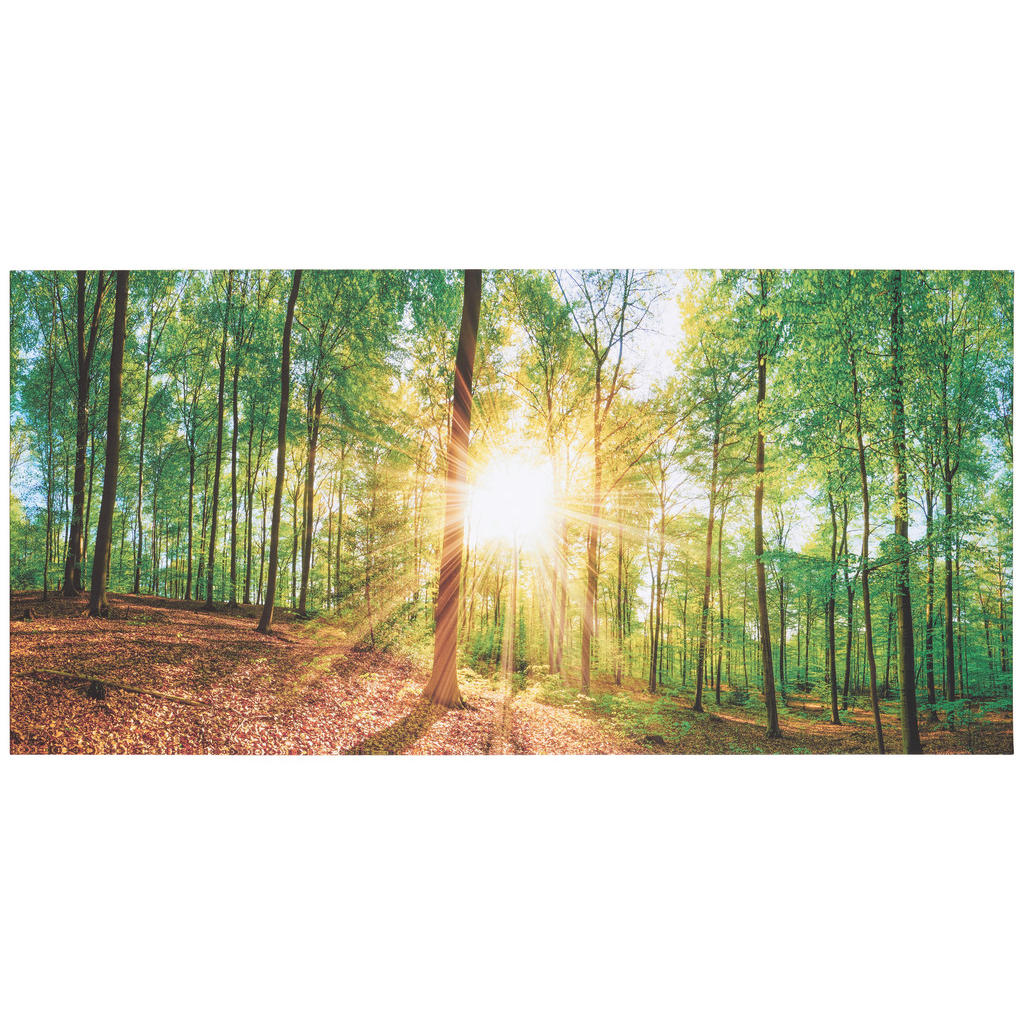 Euroart OBRAZ NA PLÁTNĚ, stromy, 115/55/3 cm - vícebarevná - borovice