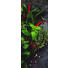 GLASBILD - Multicolor, Basics, Glas (30/80cm) - Monee GLASBILD - Multicolor, Basics, Glas (30/80cm) - Monee