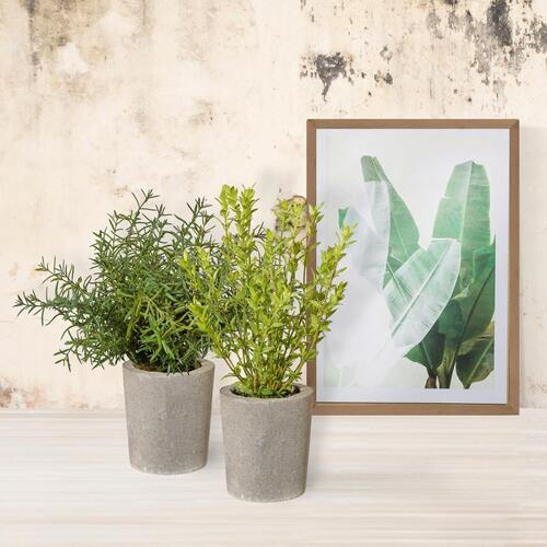 KUNSTPFLANZE Rosmarin 35 cm  - Grau/Grün, Basics, Kunststoff/Stein (35cm) - P & B