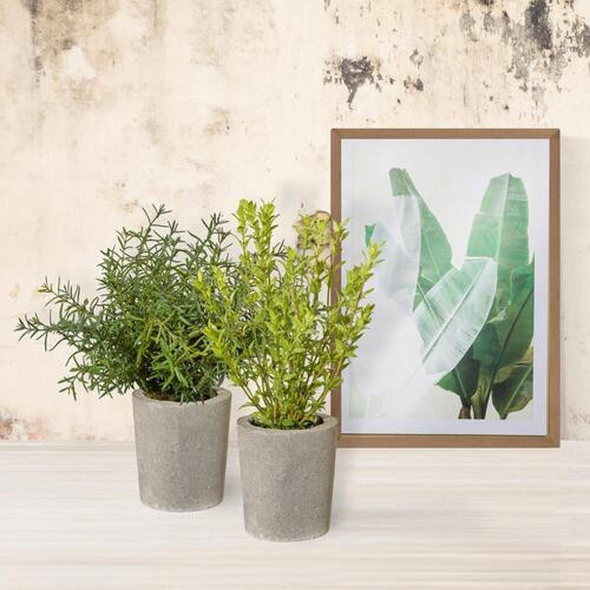 KUNSTPFLANZE Rosmarin 35 cm  - Grau/Grün, Basics, Kunststoff/Stein (35cm) - P & B