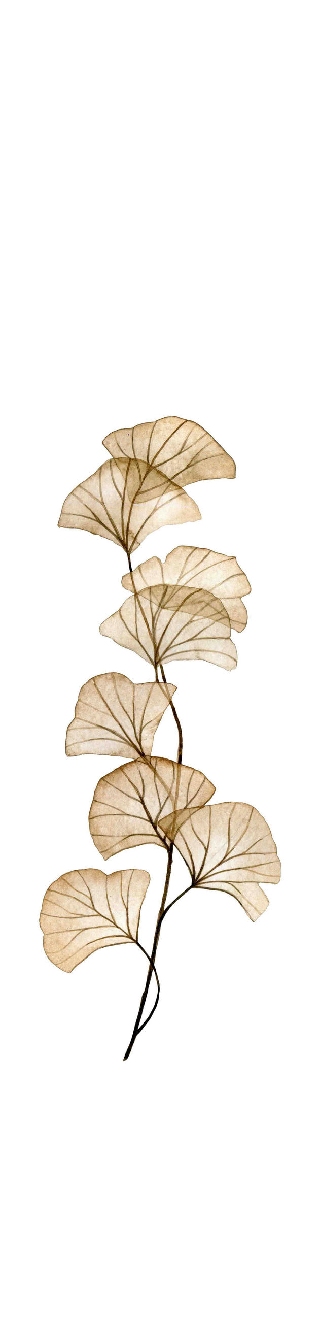 FLÄCHENVORHANG   halbtransparent   60/260 cm  - Sandfarben, Natur, Textil (60/260cm)