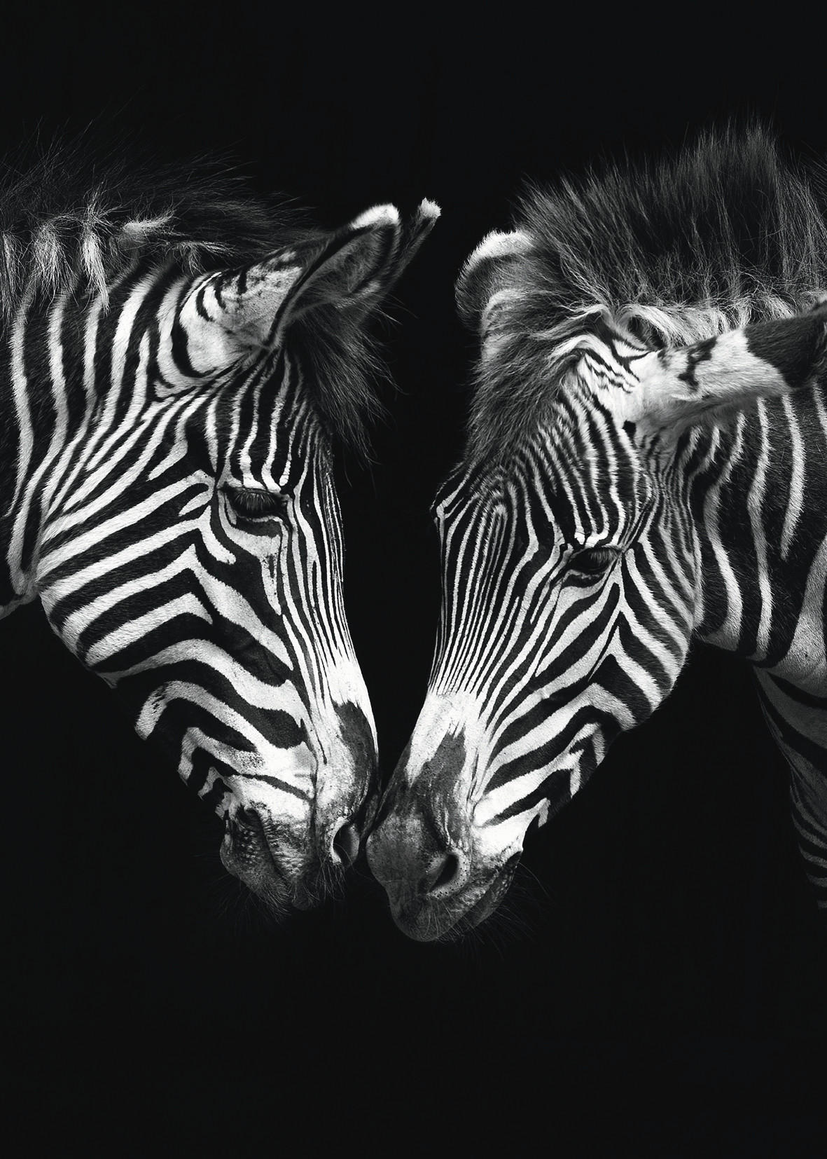 KUNSTDRUCK 50/70 cm  - Weiss/Schwarz, Basics, Papier (50/70cm) - Monee