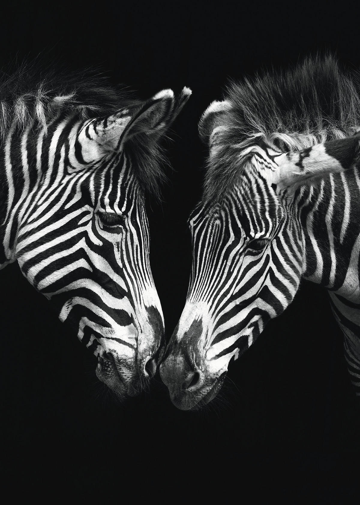 KUNSTDRUCK 50/70 cm  - Weiss/Schwarz, Basics, Papier (50/70cm) - Monee