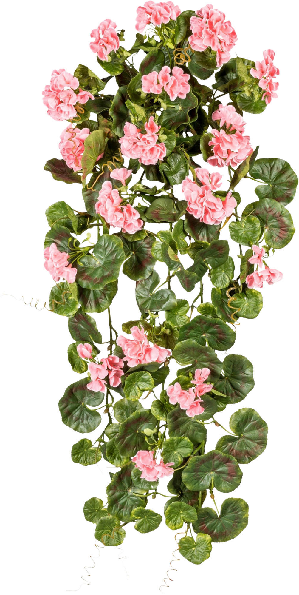 KUNSTPFLANZE Geranie 80 cm - Rosa/Grün, Design, Kunststoff (80cm) - P & B