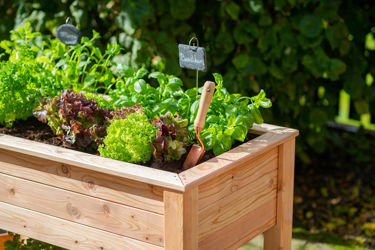 HOCHBEET  - Lärchefarben, KONVENTIONELL, Holz (120/65/75cm) - Ambia Garden