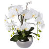 KUNSTPFLANZE Orchidee 55 cm  - Silberfarben/Weiß, Design, Keramik/Kunststoff (55cm) - P & B