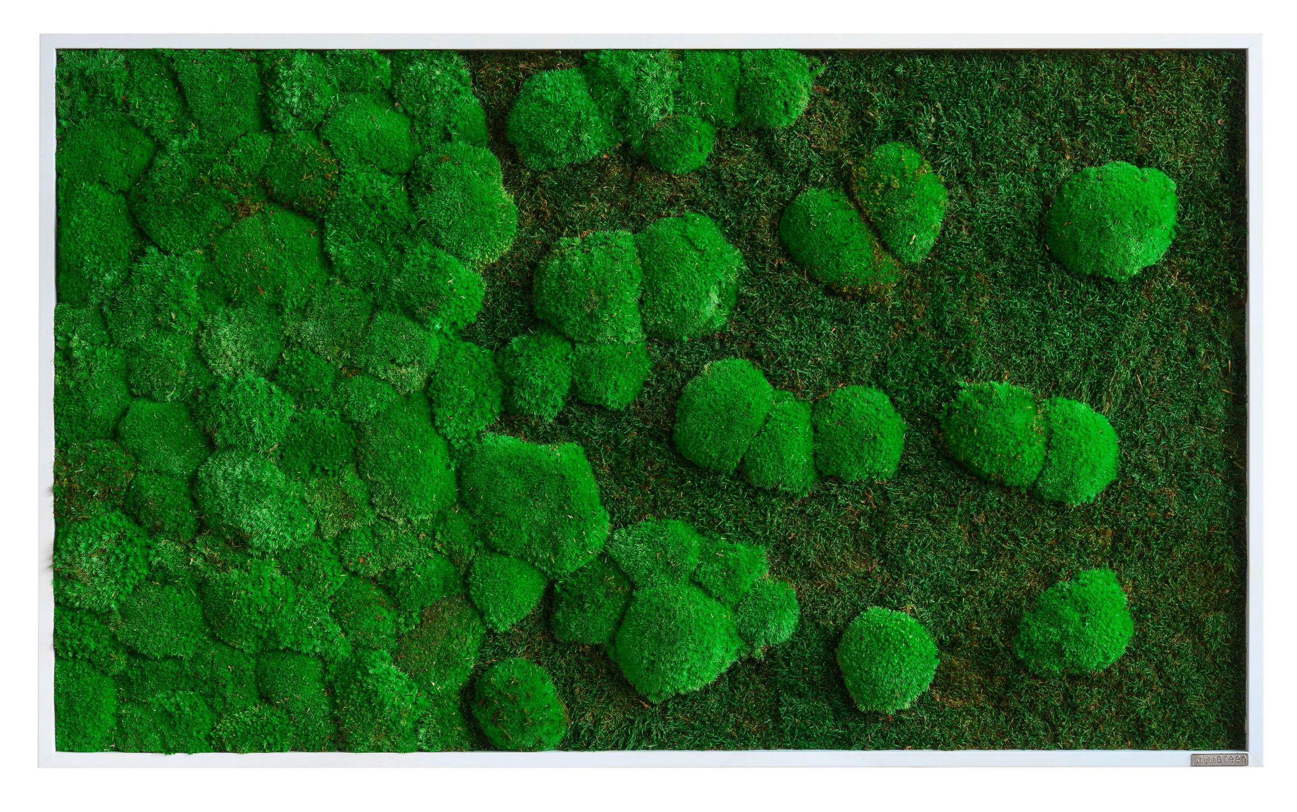 MOOSBILD Stylegreen  - Weiß/Grün, Basics, Naturmaterialien/Holz (100/60/7cm)