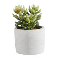 SUKKULENTE Sukkulente 17 cm  - Naturfarben/Grün, Basics, Stein (17cm)